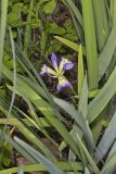 Zigzag Iris, Iris brevicaulis