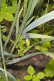 Zigzag Iris, Iris brevicaulis