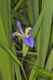 Zigzag Iris, Iris brevicaulis