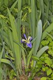 Zigzag Iris, Iris brevicaulis