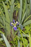 Zigzag Iris, Iris brevicaulis