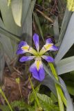 Zigzag Iris, Iris brevicaulis