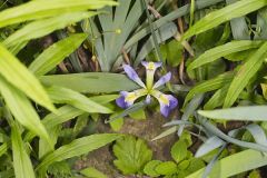 Zigzag Iris, Iris brevicaulis