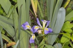 Zigzag Iris, Iris brevicaulis