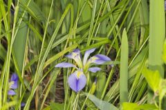 Zigzag Iris, Iris brevicaulis