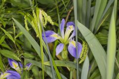 Zigzag Iris, Iris brevicaulis
