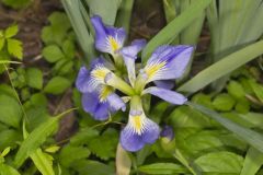 Zigzag Iris, Iris brevicaulis