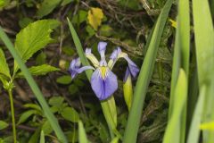 Zigzag Iris, Iris brevicaulis