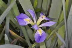 Zigzag Iris, Iris brevicaulis