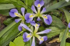 Zigzag Iris, Iris brevicaulis