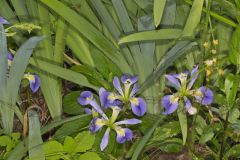 Zigzag Iris, Iris brevicaulis