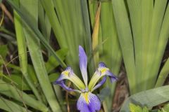 Zigzag Iris, Iris brevicaulis