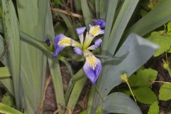 Zigzag Iris, Iris brevicaulis