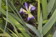 Zigzag Iris, Iris brevicaulis