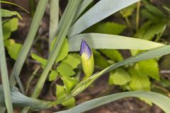 Zigzag Iris, Iris brevicaulis