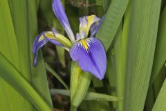 Zigzag Iris, Iris brevicaulis