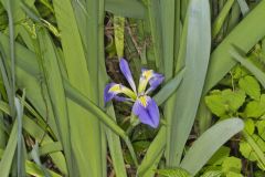 Zigzag Iris, Iris brevicaulis