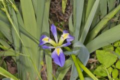 Zigzag Iris, Iris brevicaulis