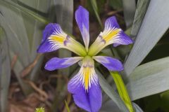 Zigzag Iris, Iris brevicaulis