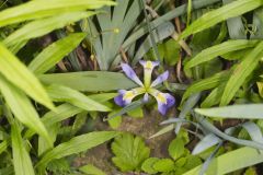 Zigzag Iris, Iris brevicaulis