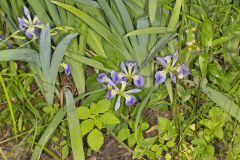 Zigzag Iris, Iris brevicaulis