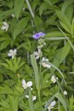 ZigZag Spiderwort, Tradescantia subaspera