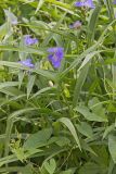 ZigZag Spiderwort, Tradescantia subaspera