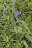 ZigZag Spiderwort, Tradescantia subaspera