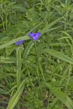 ZigZag Spiderwort, Tradescantia subaspera