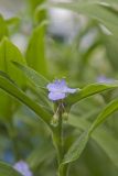 ZigZag Spiderwort, Tradescantia subaspera