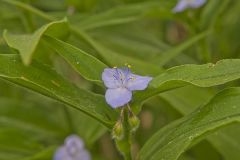 ZigZag Spiderwort, Tradescantia subaspera