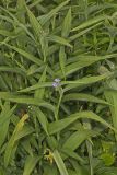 ZigZag Spiderwort, Tradescantia subaspera