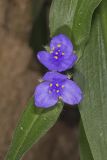 ZigZag Spiderwort, Tradescantia subaspera