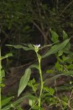 ZigZag Spiderwort, Tradescantia subaspera