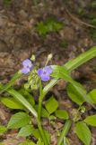 ZigZag Spiderwort, Tradescantia subaspera