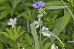 Zigzag Spiderwort, Tradescantia subaspera