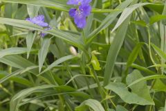 Zigzag Spiderwort, Tradescantia subaspera