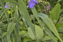 Zigzag Spiderwort, Tradescantia subaspera