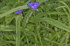 Zigzag Spiderwort, Tradescantia subaspera