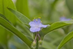 Zigzag Spiderwort, Tradescantia subaspera