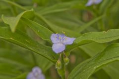 Zigzag Spiderwort, Tradescantia subaspera Zigzag Spiderwort, Tradescantia subaspera