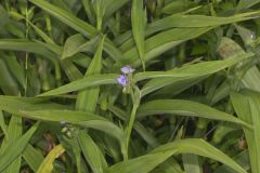 Zigzag Spiderwort, Tradescantia subaspera