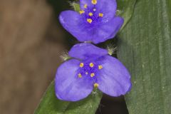Zigzag Spiderwort, Tradescantia subaspera