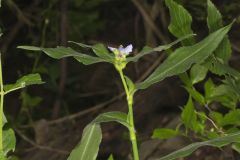 Zigzag Spiderwort, Tradescantia subaspera