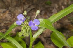 Zigzag Spiderwort, Tradescantia subaspera